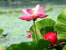 油茶树的施肥管理技术：现场见过的几个真实坑
