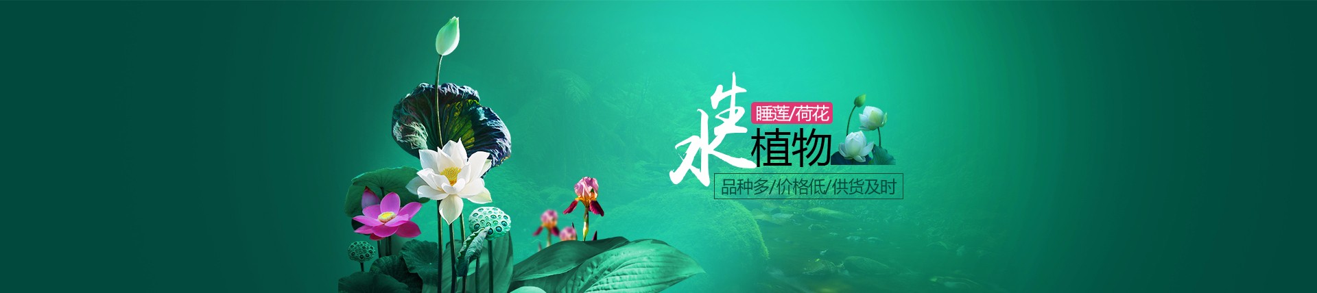 草莓组培苗生产技术规程：现场见过的几个真实坑